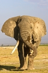 _M7B0086 Amboseli