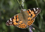 Painted Lady