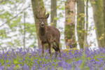 Roe Deer and Bluebells