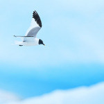 Sabine's Gull, blue iceberg background, Jokulsarlon, Iceland
