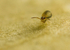 Sminthurinus aureus