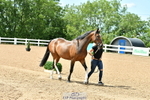 Wednesday Trot Up portfolio