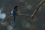 White-throated Kingfisher portfolio