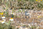 Kentish Plover chick
