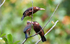 White headed jacamar