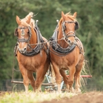 New Suffolk Pair SD2562