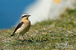 Wheatear M 220415 3a