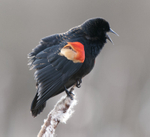 Red-winged Blackbird, male