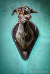 New Castle Elks Lodge (New Castle, PA) | Elk Head
