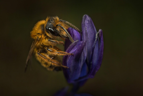 Andrena nigroaenea