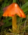Blackening Waxcap (02)