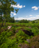 Cattle (02)