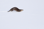 River Otter running in snow, Yellowstone, Wyoming, USA