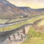 Hill Sheep