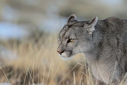 Puma Escacha close side portrait, Torres del Paine, Chile