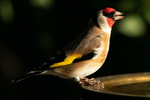 Chardonneret