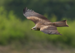 Black Kite