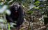 Lowland western gorilla (Neptuno )