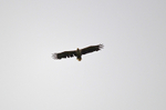 White-tailed Eagle