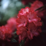 Rhodedendron President Roosevelt