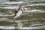 Landing Gear is Down