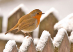 Robin