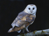 Barn Owl (Male)