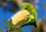 Scaly Breasted Lorikeet 5