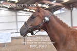 BPP_2047