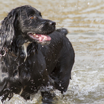 Spaniel Waiting for a Stick