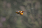 Brown Hawker Dragonfly in flight