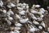 Gannet Colony 1