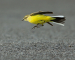 Yellow Wagtail (female) jumping to catch insects at Farmoor