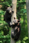 Two Black Bear cubs climbing tree, Minnesota, USA