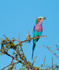 Lilac-breasted Roller 3