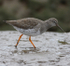 Redshank