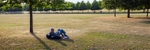 Don Morley - Reigate Park - Solitude