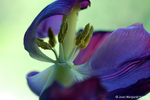 Flowers 17 - 32