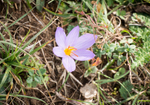 Valley of the orchids walk