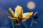 Flowers 17 - 13