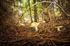 Woodland Mushroom