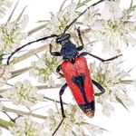 Longicorn Beetles (Stenurella bifasciata)