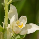 White helleborine (Cephalanthera damasonium) 