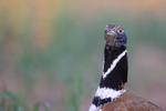 Little Bustard close early morning, Montgai, Catalonia, Spain