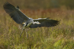 Grey Heron