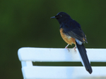 White-rumped Shama portfolio
