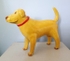 Yellow Labrador