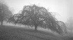 2431 - Weeping Beech in Fog