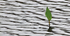 Water Leaf_1041