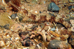 Syngnathus acus
